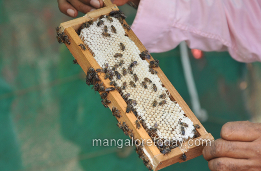 cashew and honey mela